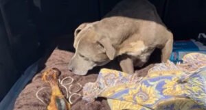 Nestali pas vraćen vlasnicima nakon 12 godina
