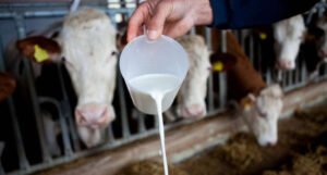 “Nestašica mlijeka je još jedan dokaz besmisla neistinite fraze da SDA rješava sve krize”