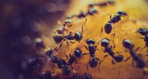 Naučno istraživanje: Mravi po mirisu mogu detektovati kancerogene ćelije kod ljudi