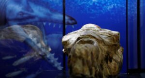 U Peruu otkrivena 36 miliona godina stara lobanja morskog “čudovišta”