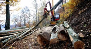 BiH planira zabraniti izvoz šumskih drvnih sortimenata, čeka se još Vijeće ministara