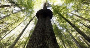 Lojo: Mi smo u BiH nagrađeni postojanjem u velikoj mjeri očuvane prirode i šuma