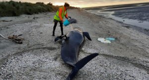 Veliki broj kitova uginuo nakon što su se nasukali na obalu