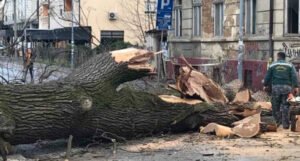 U centru Bijeljine tokom noći srušilo se ogromno drvo