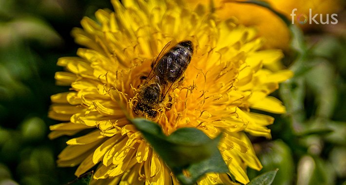 Malo je poznata činjenica da su pčele veoma bitne za održivu poljoprivredu