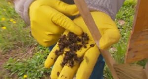 Milioni mrtvih pčela u Hrvatskoj: “Nešto se događa u poljima”