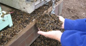 Gotova istraga: Otkriven uzrok masovnog pomora pčela u Hrvatskoj
