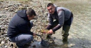 U rijeku Drinu pušteno oko 10.500 komada potočne pastrmke