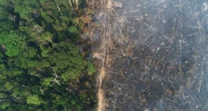 Nestaju pluća svijeta: Površina iskrčene šume u Amazoniji dostigla rekordan nivo!