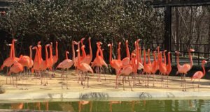 Masakr u ZOO vrtu: Pronašli 25 ubijenih flamingosa, otkriven i krivac