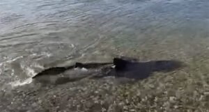 Morski pas snimljen u plićaku u hrvatskom moru