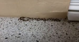 Dom su vam okupirali mravi? Riješite ih se proizvodom koji vjerovatno imate u kupatilu