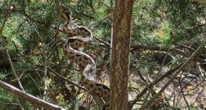 U Hercegovini vrebaju tri vrste zmija otrovnica, jedna od njih je najbliža rodu zvečarki