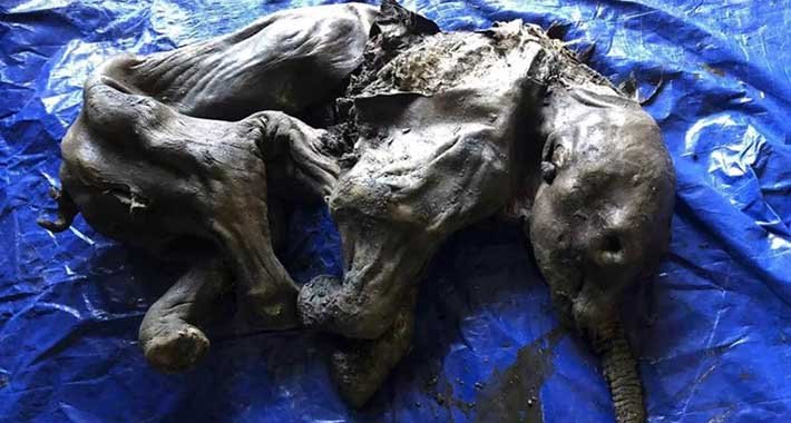 Rudar kopao zlato i iskopao mumificiranog mamuta starog 35.000 godina