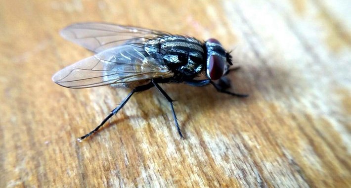 Brzo, jednostavno i jeftino: Ovako ćete spriječiti muhe da ulaze u vaše domove