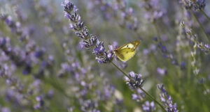 Lavanda mirisna ljepotica mediterana, ukras hercegovačkih vrtova