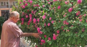Ruže Nihada Haskovića plijene ljepotom i mirisom