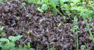 Mnogi strahuju da će ostati bez svega: Uginuli milioni pčela, poznat i uzrok