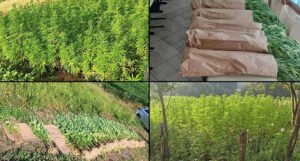 U BiH otkrivena velika plantaža marihuane, uhapšeni Zoran i dvojica Alena