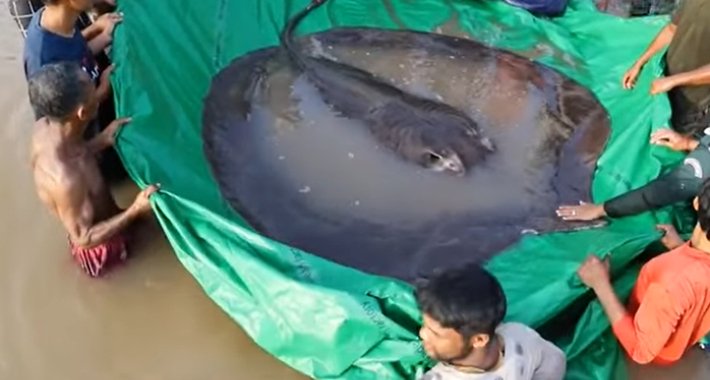 Najveća slatkovodna riba na svijetu uhvaćena u rijeci Mekong