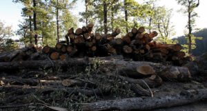 Revizori utvrdili da vlast svjesno uništava šume u Sarajevu, Tuzli, Mostaru i Zenici!