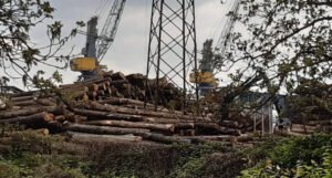 Chinese extract raw materials from BiH – Thousands of cubic meters of logs are being bought en masse