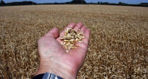 Udruženja poljoprivrednika FBiH: Hitno ponuditi otkupnu cijenu za pšenicu i ječam