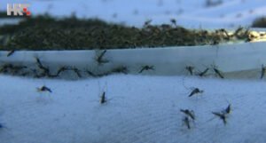 Hrvatska uvezla desetine hiljada komaraca, puštat će ih u Istri