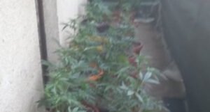 Policija u stanu 41-godišnjaka pronašla 28 stabljika indijske konoplje