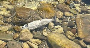 Mučni prizori u Neretvi: Veliki broj mrtvih riba, žive se ne ponašaju zdravo i prirodno