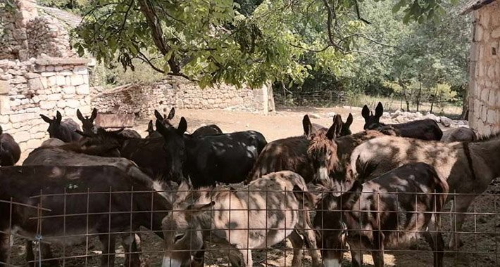 Porodica iz Hercegovine ima 142 magaraca, na njihovom mlijeku dobro zarađuju