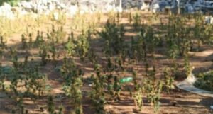 Policija pronašla 918 stabljika marihuane, na lokalitetu zatekli dvije osobe i uhapsili ih