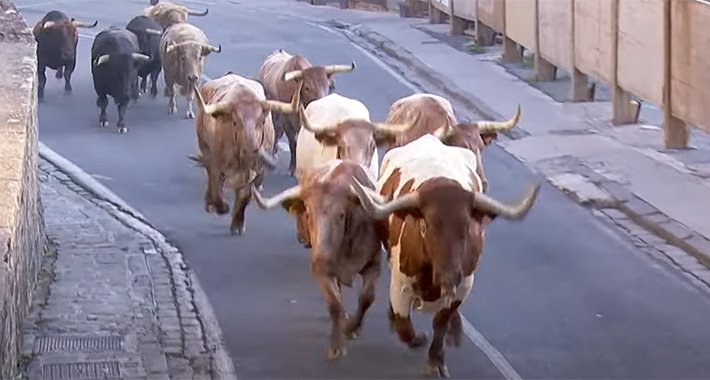Nakon tri godine: Ponovo počele utrke s bikovima u Pamploni, ima povrijeđenih
