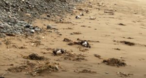 More na obalu izbacilo na hiljade mrtvih ptica, otkriveno je od čega su umrle