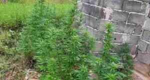 Zasadio u dvorištu 14 stabljika marihuane, policija mu ih je pronašla, oduzet i pištolj