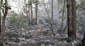 Uveli trodnevnu zabranu ulaska u šume u cilju sprečavanja mogućih požara