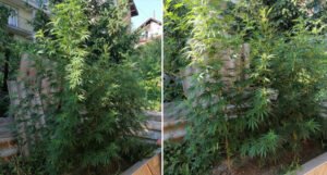 Policija u Sarajevu pronašla četiri stabljike marihuane visoke oko dva metra