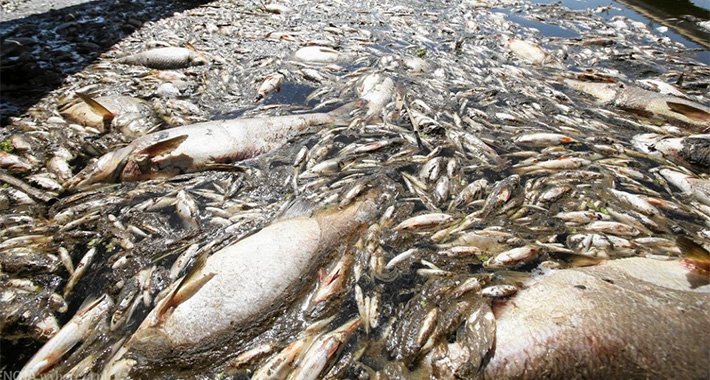 Više od 500 vatrogasaca iz rijeke izvukli 100 tona uginule ribe: “Vjerovatno je otrovana”