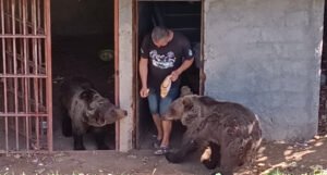 U paraglajderskom kampu na Ozrenu svaki dan hrani dvije medvjedice i vuka