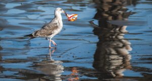 Zagađenje plastikom: Ptice širom svijeta žive i prave gnijezda u našem otpadu