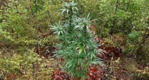 Na plantaži marihuane stabljike izrasle skoro dva metra, vlasnik je uhapšen