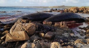 Na obalu se nasukalo 14 mladih kitova, uginuli su
