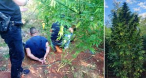 Skrivena u brdu: Pronađena velika plantaža marihuane, stabljike visoke do tri metra