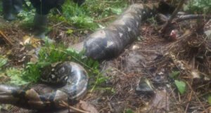Uznemirujuće: U utrobi ogromne zmije pronašli tijelo žene za kojom se tragalo
