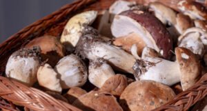 6 razloga zašto bi češće trebati jesti gljive