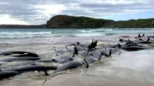 Skoro 500 kitova nasukalo se na obalu, nijedan nije uspio preživjeti