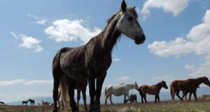 Ždrijebe divljeg konja povrijeđeno u krivolovu, aktivisti mu pokušavaju pomoći
