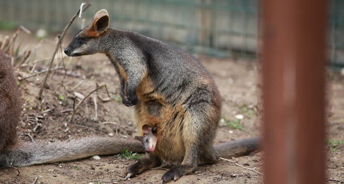 Australija unijela u spisak 15 novih ugroženih vrsta, među njima je i mali valabi