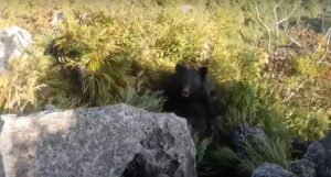 Napao ga medvjed dok je silazio sa planine, sve je snimio kamerom