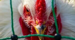Ove godine najgora kriza sa ptičijom gripom, ubijeno skoro 50 miliona živinara
